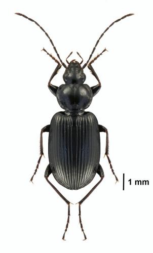 Réf. 199 657 : Agonum sp.